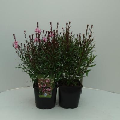 Gaura lindheimeri 'Baby Butterfly Dark Pink'